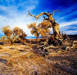 《宝可梦TCG Pocket》即将修改一项备受争议的功能